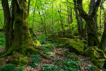Fototapeta premium Wald