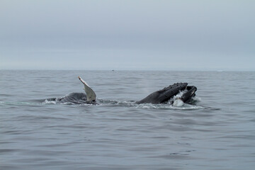 Fototapeta premium Humpback Whale in Arctic Waters