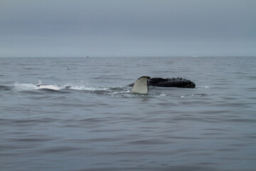 Fototapeta premium Humpback Whale in Svalbard