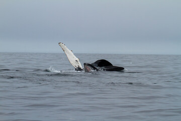 Fototapeta premium Majestic Whale Breaching in Svalbard