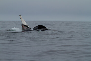 Fototapeta premium Majestic Humpback Whale Breaching in Ocean