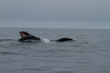 Fototapeta premium Humpback Whale Surfacing in Ocean