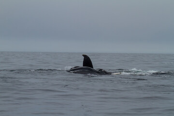 Fototapeta premium Humpback Whale in Svalbard Waters