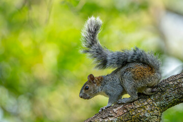 Ardilla Vientre Rojo, Sciurus aureogaster