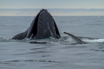 Naklejka premium Majestic Whale Breaching Ocean Surface