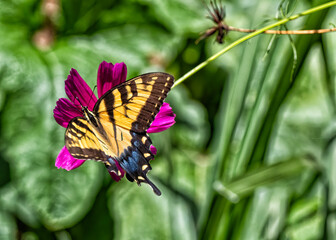 Vibrant butterfly perched on a vivid purple flower in lush garden