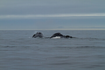 Obraz premium Whale Surfacing in Arctic Ocean