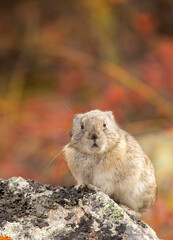 Collared Pika on a Rock in Denali National Park Alaska in Autumn