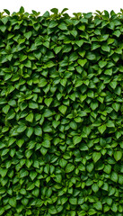 texture of green plant wall isolated with white highlights, png