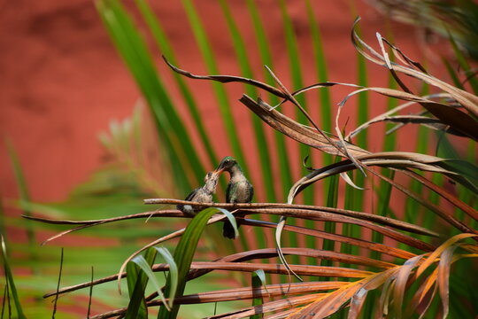 hummingbird mother feeding her baby over a branch with red background
