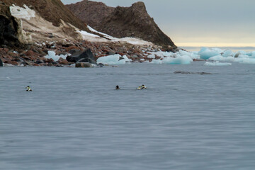 Tranquil Arctic Landscape With Birds