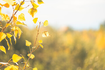 Golden Autumn Leaves
