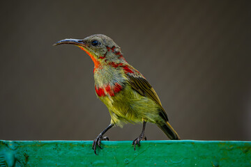 Female Crimson Sunbird (Aethopyga siparaja) perched gracefully among vibrant flowers, showcasing its iridescent plumage in a lush tropical setting. Best for nature enthusiasts and birdwatcher.