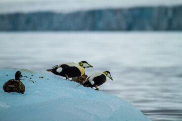 Eider Ducks on Icy Shore