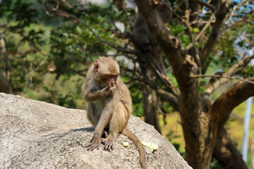 An monkey sitting an eating