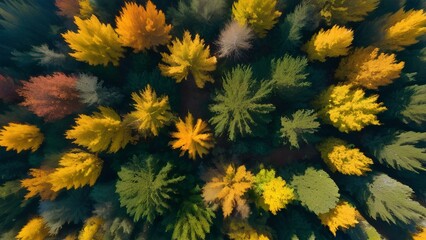 Colorful Autumn Woods from an Artistic Aerial View