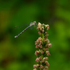 dragonfly on a leaf