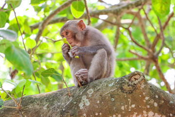 Closeup of an money seating on a tree branch and eating