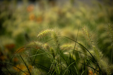 grass in the wind
