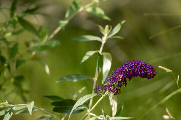 flowers in the garden