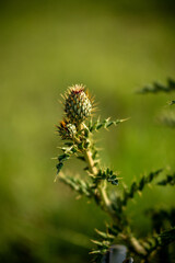 close up of a thistle