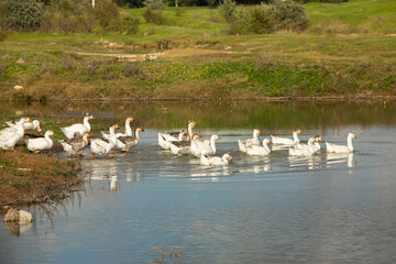 Rural landscape of the Republic of Moldova. The green nature of the country.