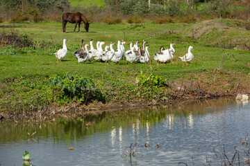 Rural landscape of the Republic of Moldova. The green nature of the country.