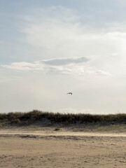 A tern flying on sea breezes, North Shore, Sunshine Coast, Queensland, Australia