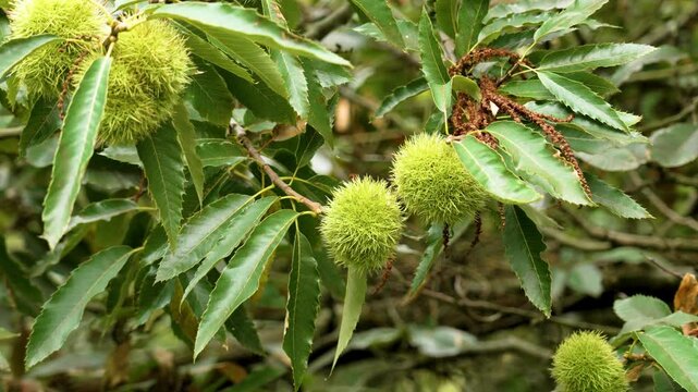 Growing ripening sweet chestnut nuts with fluffy green shell on a tree branch in autumn in northern Spain. Wild organic plant