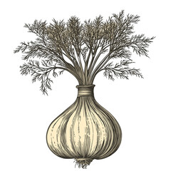 Illustration of a fennel bulb with detailed features isolated on a transparent background, PNG