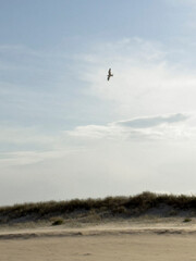 A tern flying on sea breezes, North Shore, Sunshine Coast, Queensland, Australia