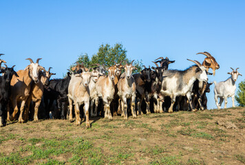 Rural landscape of the Republic of Moldova. The green nature of the country.