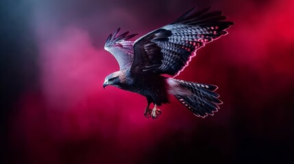 Fototapeta premium A hawk dressed in a black leather bodysuit, flying against a gradient that fades from deep crimson to midnight black.