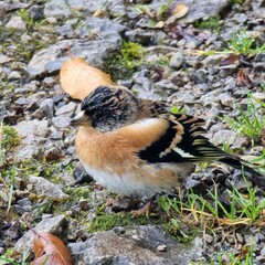 mountain finch in the forest