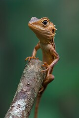Fototapeta premium Lizard on Tree Branch