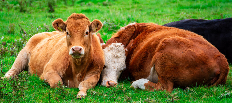 Resting Cows, North Castlewalls Farm, Whittliemuir, Howwood, Renfrewshire, Scotland, UK