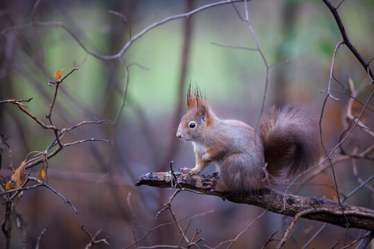Fototapeta Red Squirrel (Sciurus vulgaris), a bold mammal of the Rodentia order, captured in a close-up portrait, showcasing its rich woolly fur.