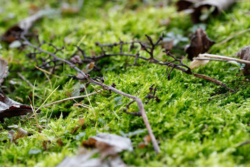 Close-up of vibrant green Brachythecium rutabulum moss in Floridsdorf, Vienna, Austria, 1210 - a winter botanic spectacle.