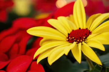 Yellow flower in red garden blooms
