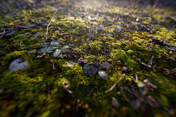 Close-up of wonderful green moss, a winter wonder in Vienna's Floridsdorf district, 1210, Austria