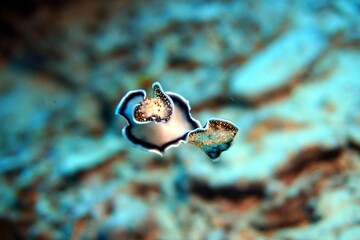 dancing flatworm