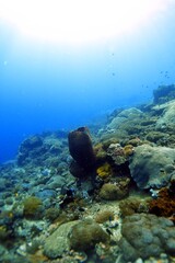 Sponge