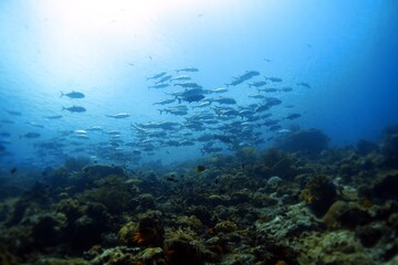 underwater scene with reef