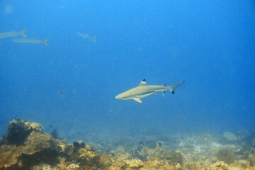 Black Tip