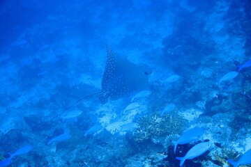 Fototapeta premium spotted eagle ray