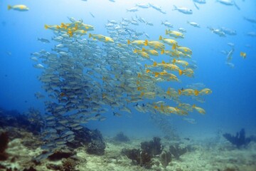 coral reef and fishes