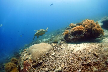 green turtle beef