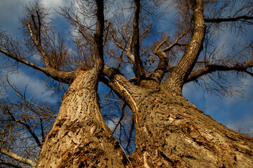 Big tree low-angle view, Floridsdorf, Vienna, Austria (1210) - Natural outdoor scene, winter afternoon, December