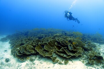diver and reef