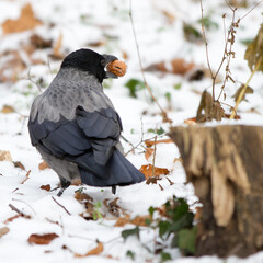 Adult Corvus corone diligently collecting walnuts (Juglans regia) in snowy Schonbrunn Park, Hietzing 1130, Vienna, Austria